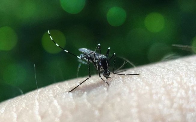 Casos de dengue, zika e chikungunya aumentam com o calor