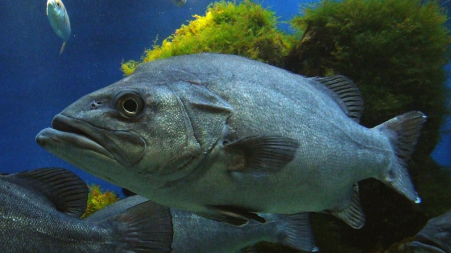 Peixe das profundezas do mar engole tubarão vivo em vídeo Peixe das profundezas do mar engole tubarão vivo em vídeo