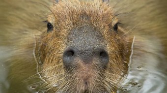 Capivara%20d%C3%A1%20show%20e%20cruza%20rio%20mergulhando%20como%20um%20foguete
