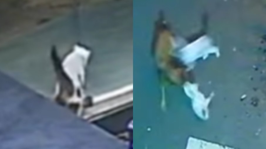 Gato salva companheiro, que sofria ataque de cachorro
