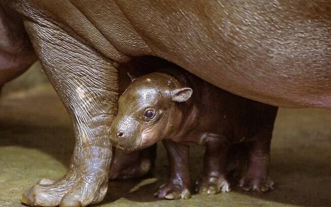 Fotos de bebês hipopótamos que vão melhorar seu dia!
