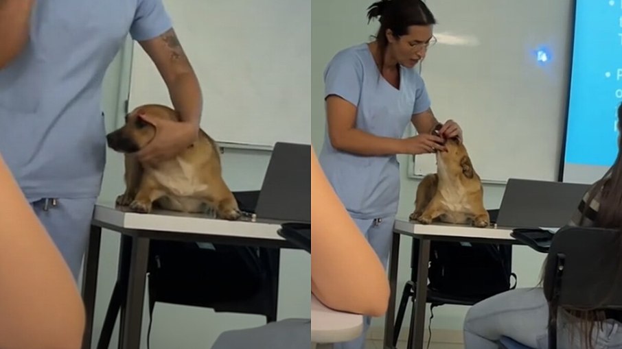 Cachorro invade aula de veterinária e vira “cobaia” por engano Cachorro invade aula de veterinária e vira “cobaia” por engano