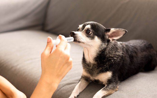 Suplementos e manipulados para pets: o que saber antes do uso Cn0q9ia5g0mg2hz77hqyeaisa