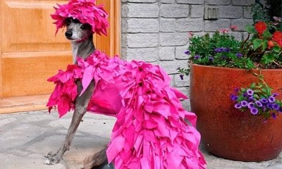 Conheça a pet fashionista que é destaque na moda canina