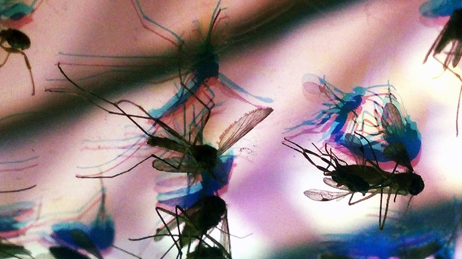 Incidência de mosquitos aumenta no país vizinho do Rio Grande do Sul