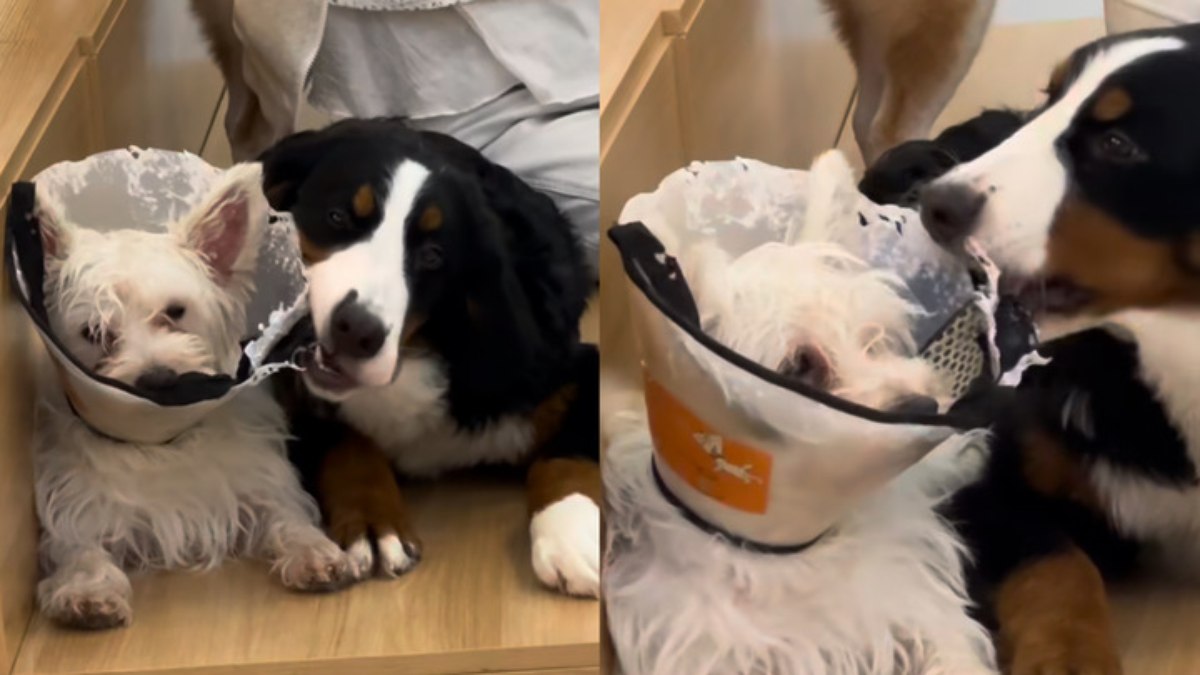 Momento deu o que falar na web Momento deu o que falar na web