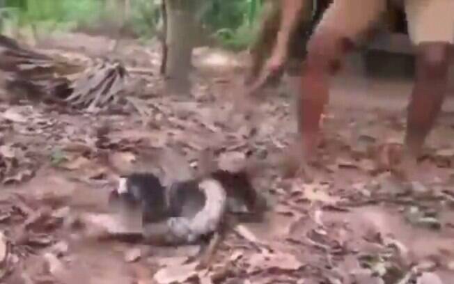 Cobra atacou cachorro, mas homem impediu que presa fosse morta