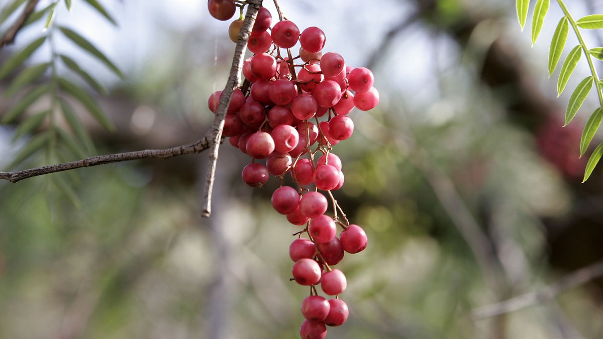 Pimenta rosa promete ser a nova tendência para controle da rosácea