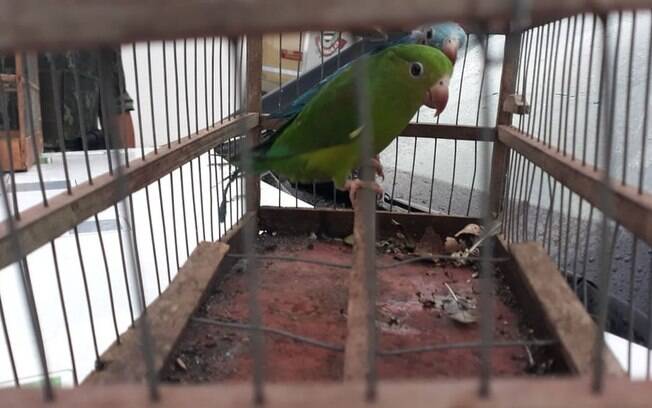 Aves estavam em propriedade privada em Itariri, no interior de São Paulo