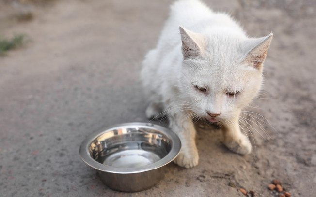 7 sinais de que seu gato pode estar com infecção intestinal