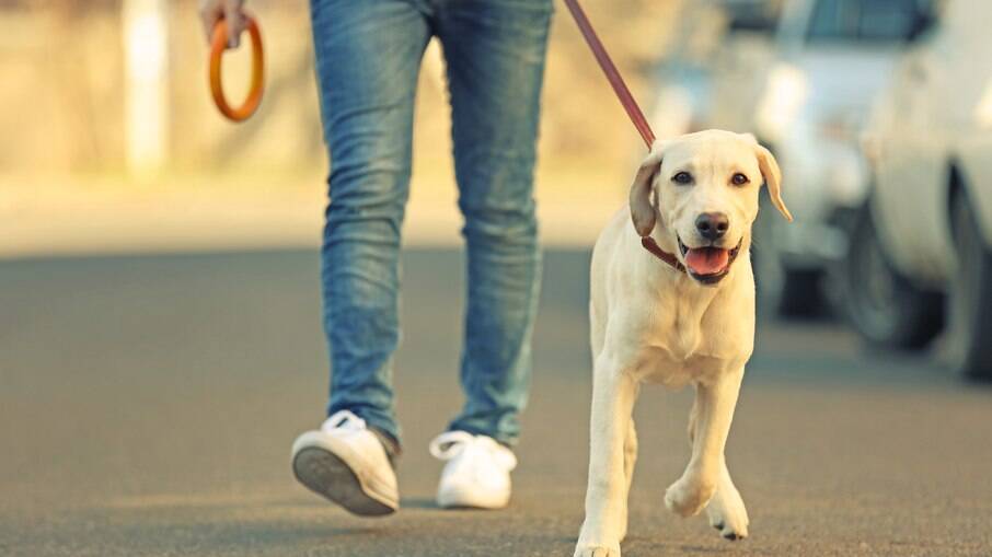 Adestrador ensina levar cachorro para passear sem que ele puxe a coleira