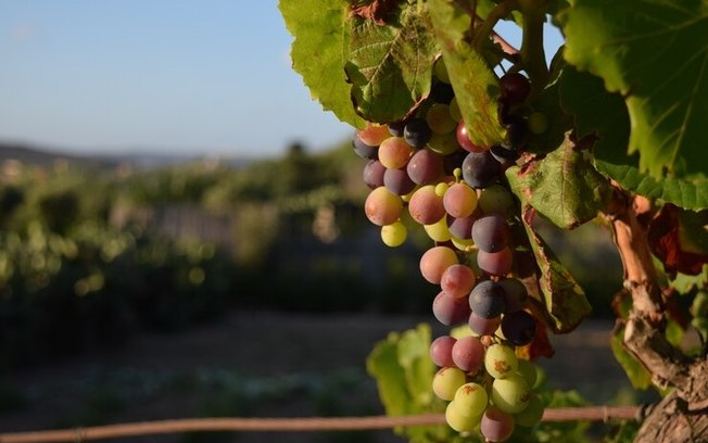 Mudanças climáticas podem impactar na produção de vinhos