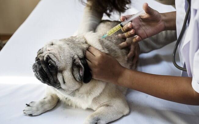 Como ainda não se conhece um tratamento para a raiva em animais, a melhor forma de prevenção é através de vacinas