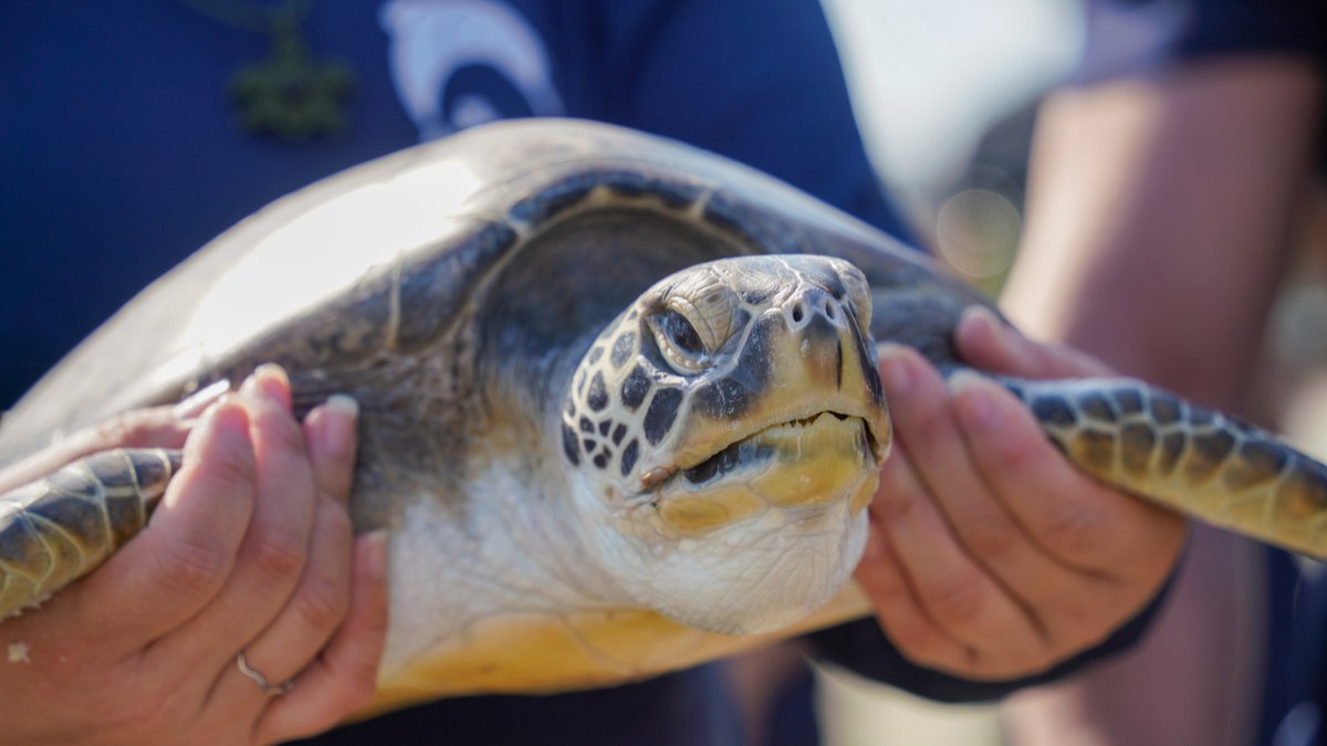 Público que estava na praia acompanhou a volta do animal ao habitat natural