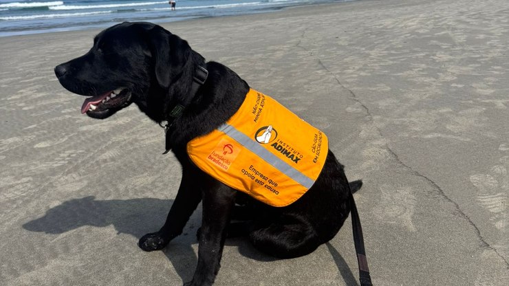 Cão em socialização é impedido de permanecer em praia, diz tutora