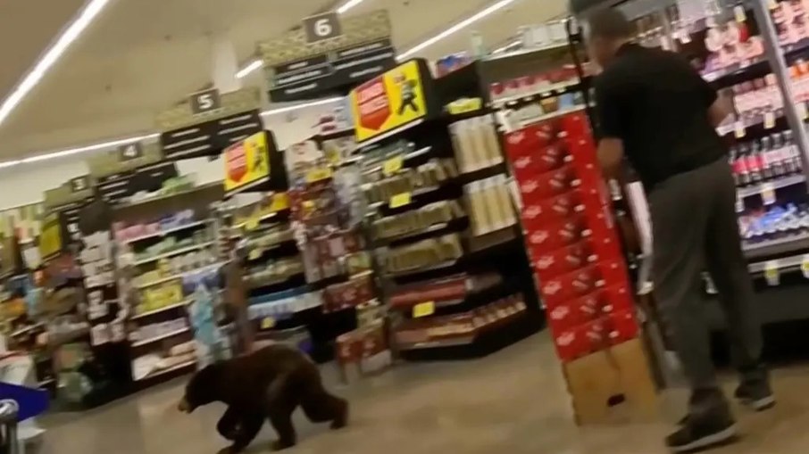 Urso invade supermercado no Arizona e assusta clientes Urso invade supermercado no Arizona e assusta clientes