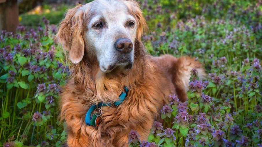 Golden Retriever com 12 anos de idade, nesta fase o animal já é considerado idoso