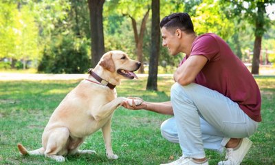 4 dicas para treinar o cachorro para levar as alianças no casamento
