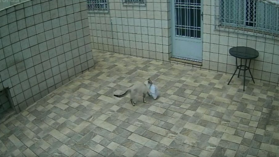 Gato Gato