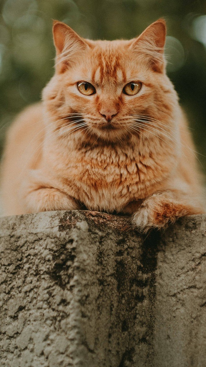 Quatro curiosidades sobre os gatos laranjas