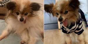 Cachorro considerado o mais velho do mundo morre aos 30 anos
