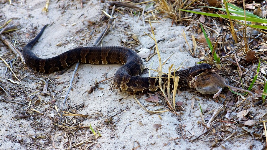 A cottonmouth, também chamada de cobra boca-de-algodão ou mocassim-d'água, é nativa do sudeste dos Estados Unidos A cottonmouth, também chamada de cobra boca-de-algodão ou mocassim-d'água, é nativa do sudeste dos Estados Unidos