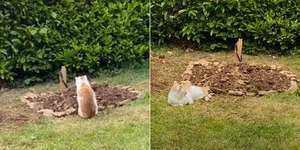 Gato fica ao lado de túmulo de melhor amigo cão e emociona a web