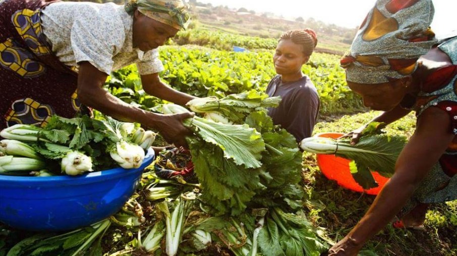 Agricultura familiar na África está em risco com impactos do aquecimento global