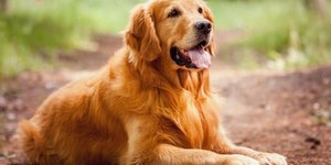 Golden vira sucesso na web ao “roubar” sapatos de vizinhos