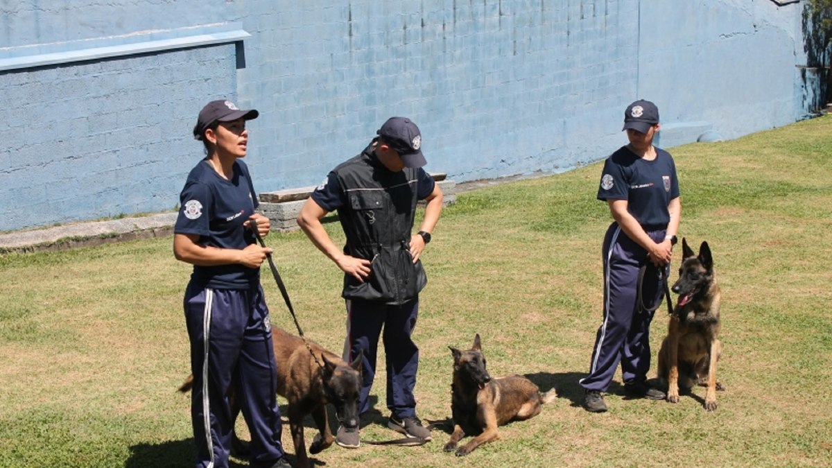 Agentes realizam demonstração do canil da GCM Agentes realizam demonstração do canil da GCM