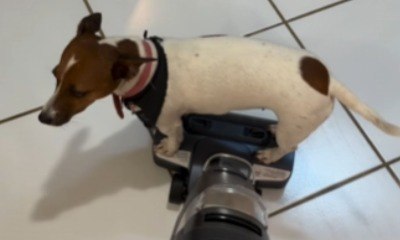 Cadela curte passeio de aspirador enquanto tutora limpa a casa