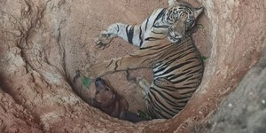 Cão e tigre ficam presos em poço e aguardam resgate; assista