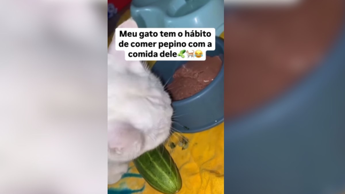Gato surpreende ao comer ração com pepinosurpreende ao comer ração com pepino Gato surpreende ao comer ração com pepinosurpreende ao comer ração com pepino