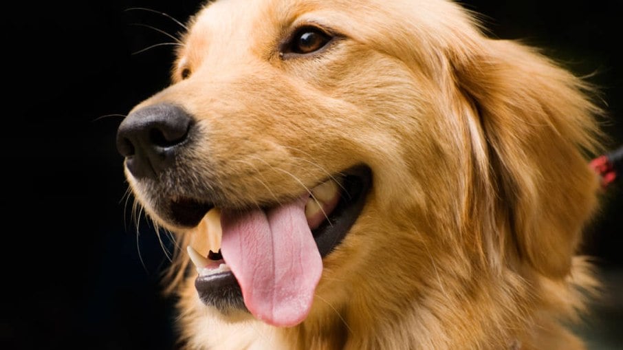 São Paulo registrou primeiro caso de raiva em cachorro desde 1983