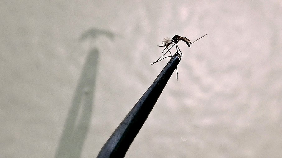 Aedes aegypti é o transmissor da dengue e da chikungunya Aedes aegypti é o transmissor da dengue e da chikungunya