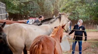 Zez%C3%A9%20Di%20Camargo%20resgata%20cavalos%20de%20abatedouro%20ilegal