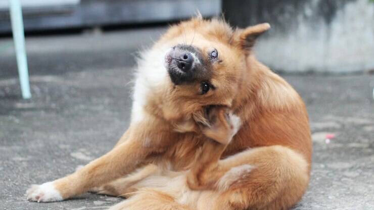 O cachorro
com coceira pode estar com hipersensibilidade alimentar