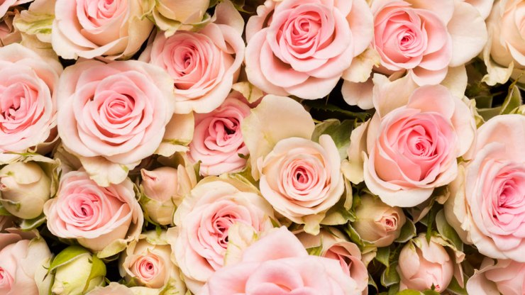 Marca aposta na
perfumaria floral com acorde olfativo inédito