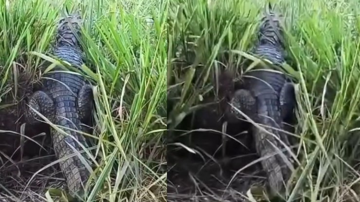 Jacaré surge em estrada rural de Minas Gerais; assista