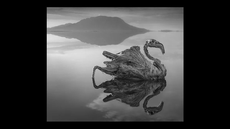 Lago mortal transforma animais em “pedra”