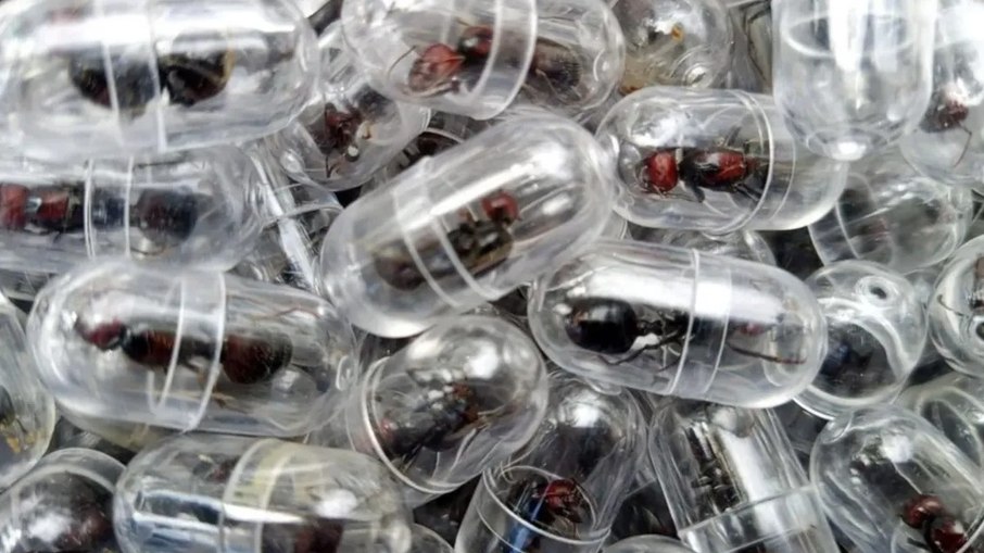 Chinês é preso por tentar contrabandear 2.200 formigas Chinês é preso por tentar contrabandear 2.200 formigas