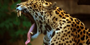 Onça-pintada mata égua e ataca trabalhador rural em Rondônia