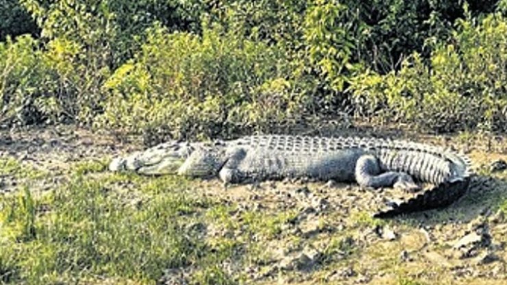 Jovem%20desaparece%20em%20lago%20ap%C3%B3s%20ser%20atacado%20por%20crocodilo