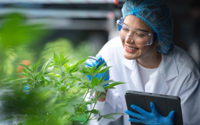 Cannabis medicinal amplia debate industrial no Brasil