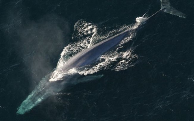 Tecnologia para detectar bombas nucleares encontra baleias-azuis raras