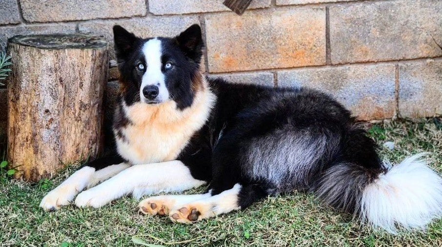 Loki é um cão da raça Yakutian Laika