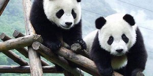 Diplomacia do panda: China envia dois novos ursos para os Estados Unidos