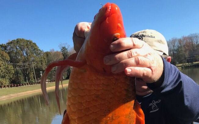Peixe dourado de 4 quilos foi devolvido ao lago após ser fisgado