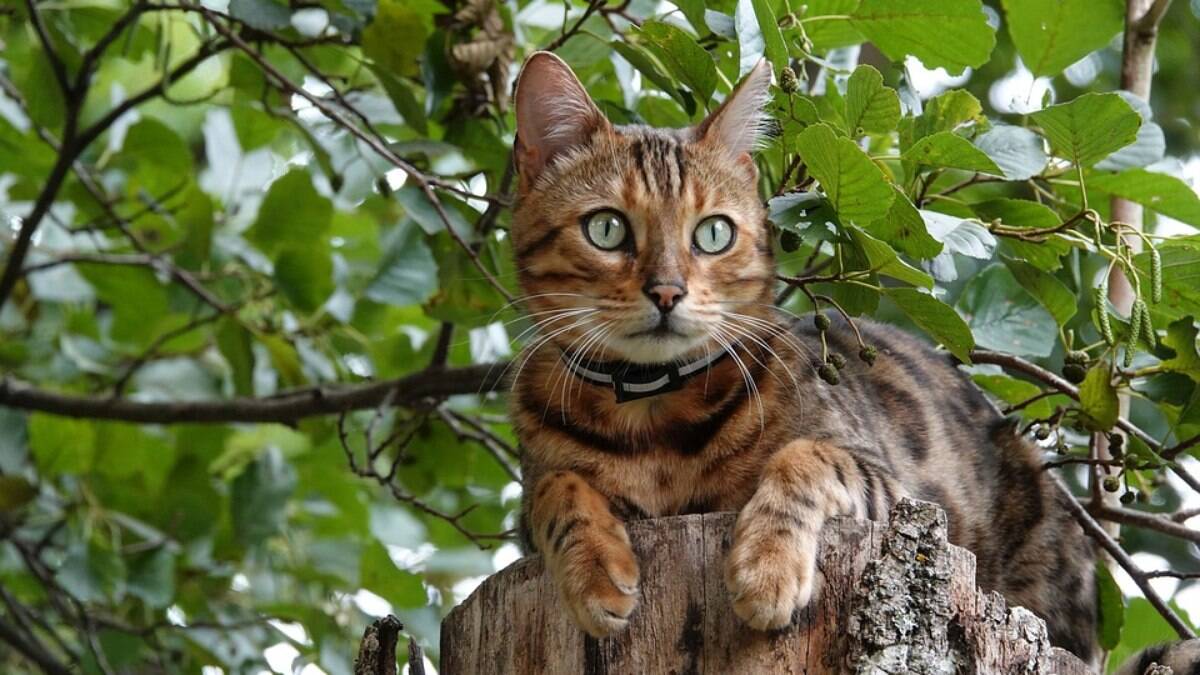 O gado de bengala ama escalar árvores, por isso é preciso cuidado para que não fuja para a rua.