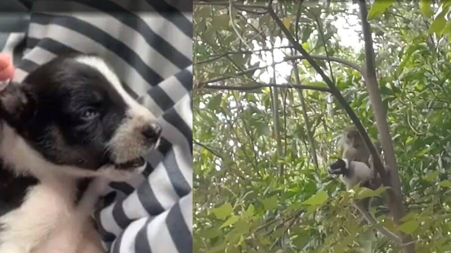 Filhote de cachorro é mantido 'refém' de macaco por três dias